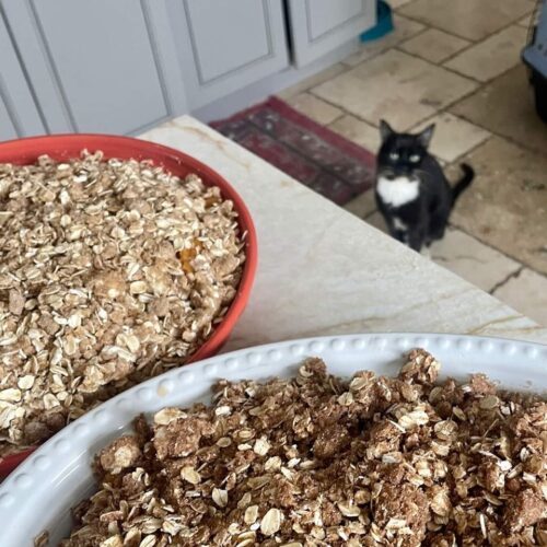 (SENIOR) Sylvester, an adoptable Domestic Medium Hair in Calistoga, CA, 94515 | Photo Image 5