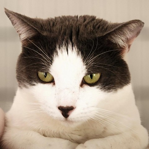 Milo, an adoptable Domestic Short Hair in Brighton, MO, 65617 | Photo Image 1