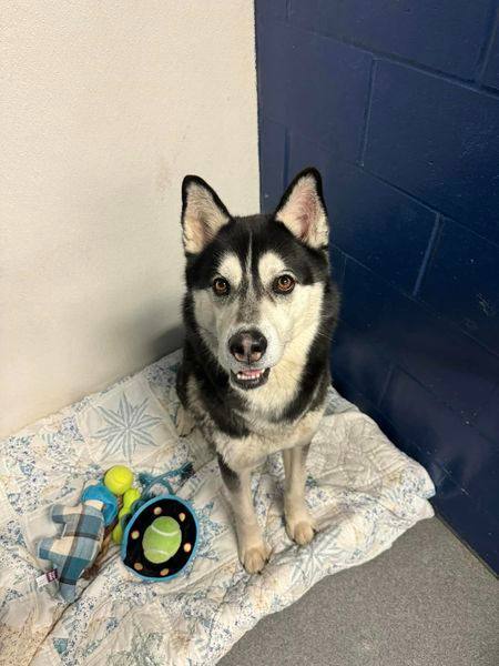 Dog for adoption - Kamik, a Siberian Husky in Hibbing, MN | Petfinder