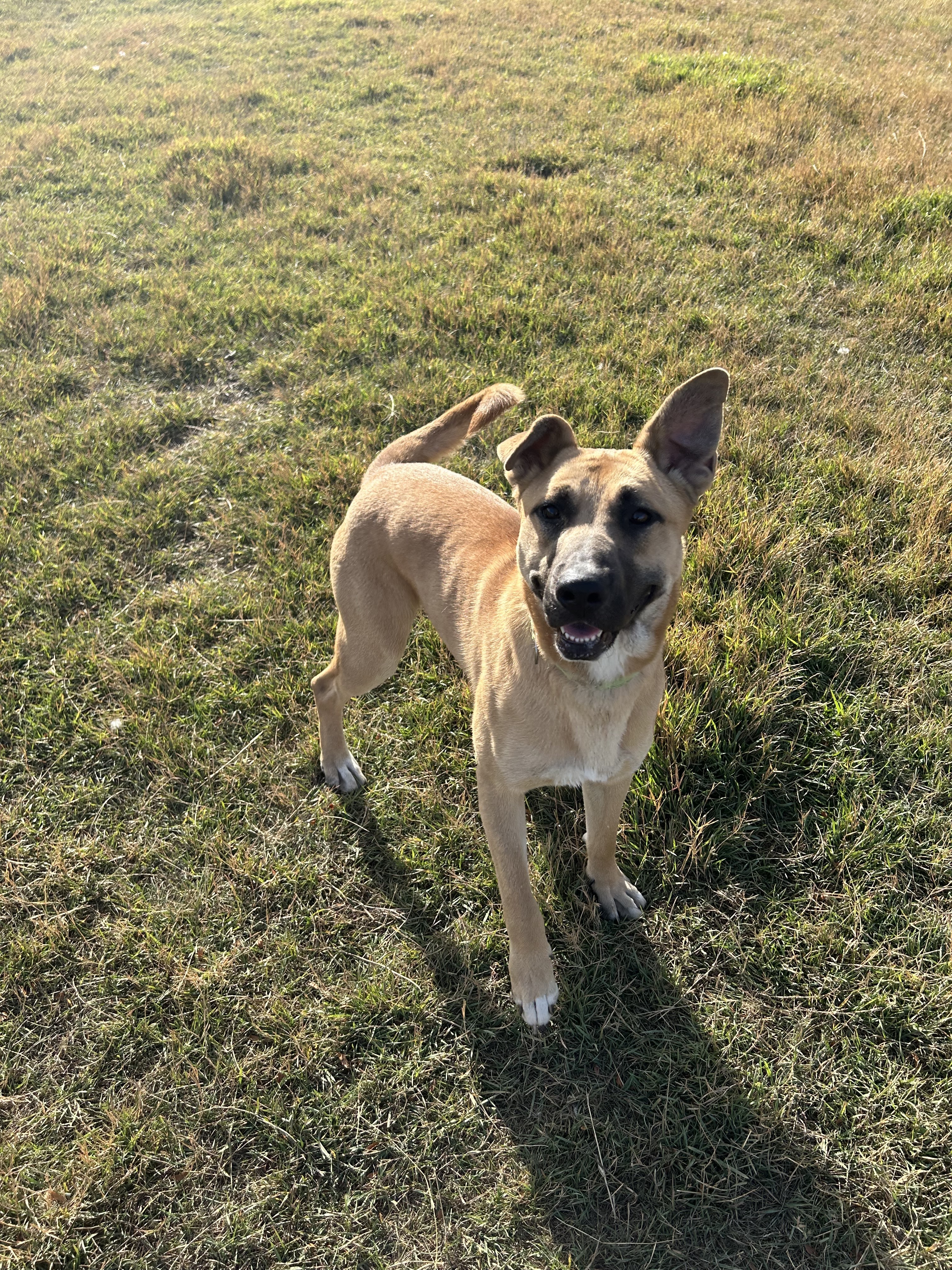 Dog for adoption Peanut Butter a Shepherd Mix in Yakima WA