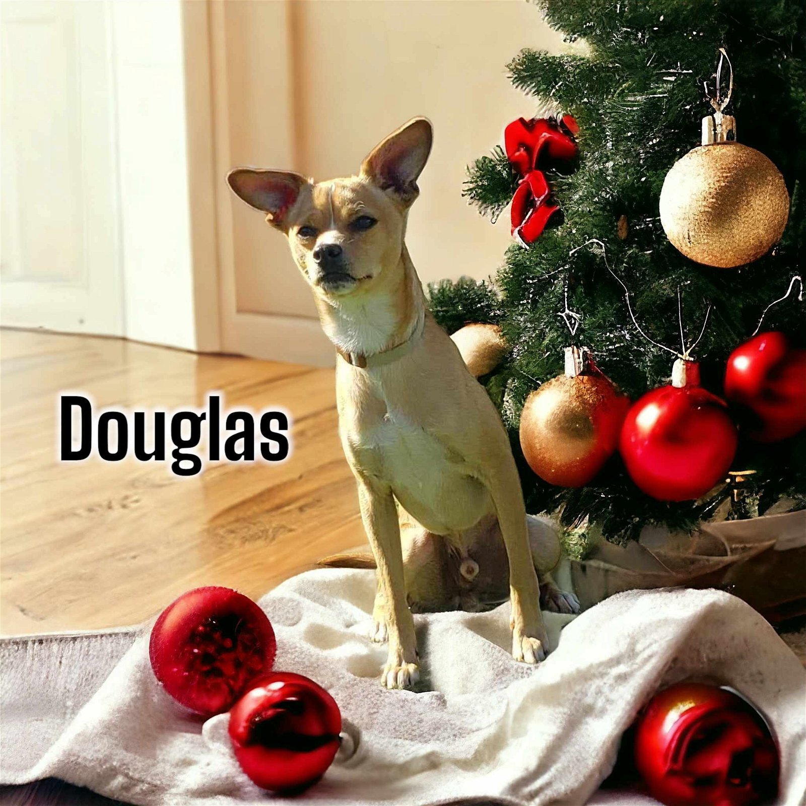 Douglas, an adoptable Chihuahua in Anchorage, AK, 99503 | Photo Image 1