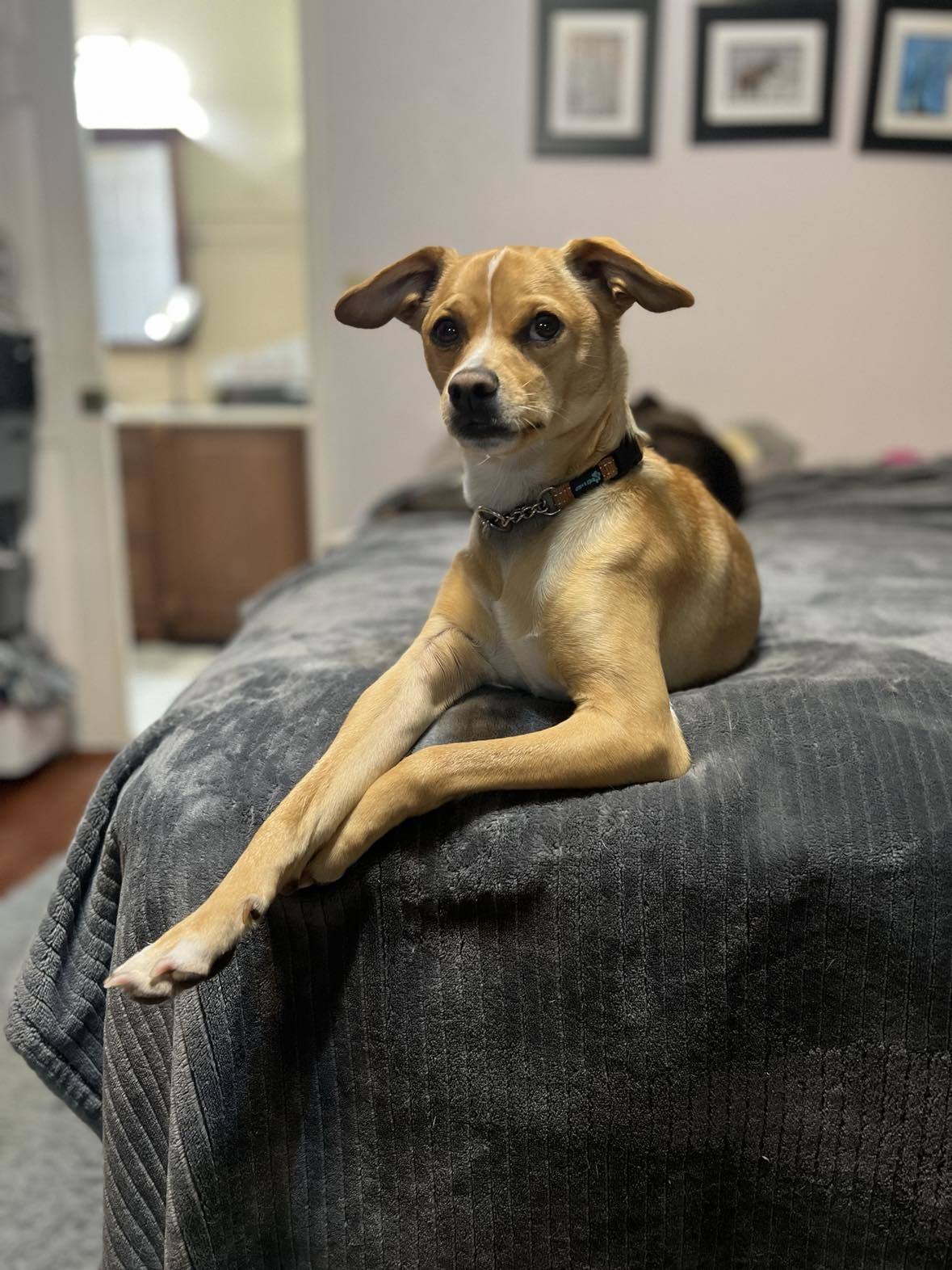 Douglas, an adoptable Chihuahua in Anchorage, AK, 99503 | Photo Image 3