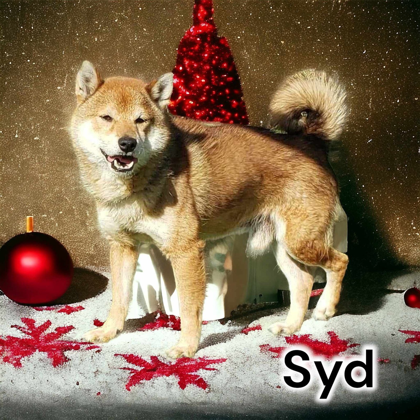 Syd, an adoptable Shiba Inu in Anchorage, AK, 99503 | Photo Image 1