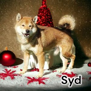 Syd