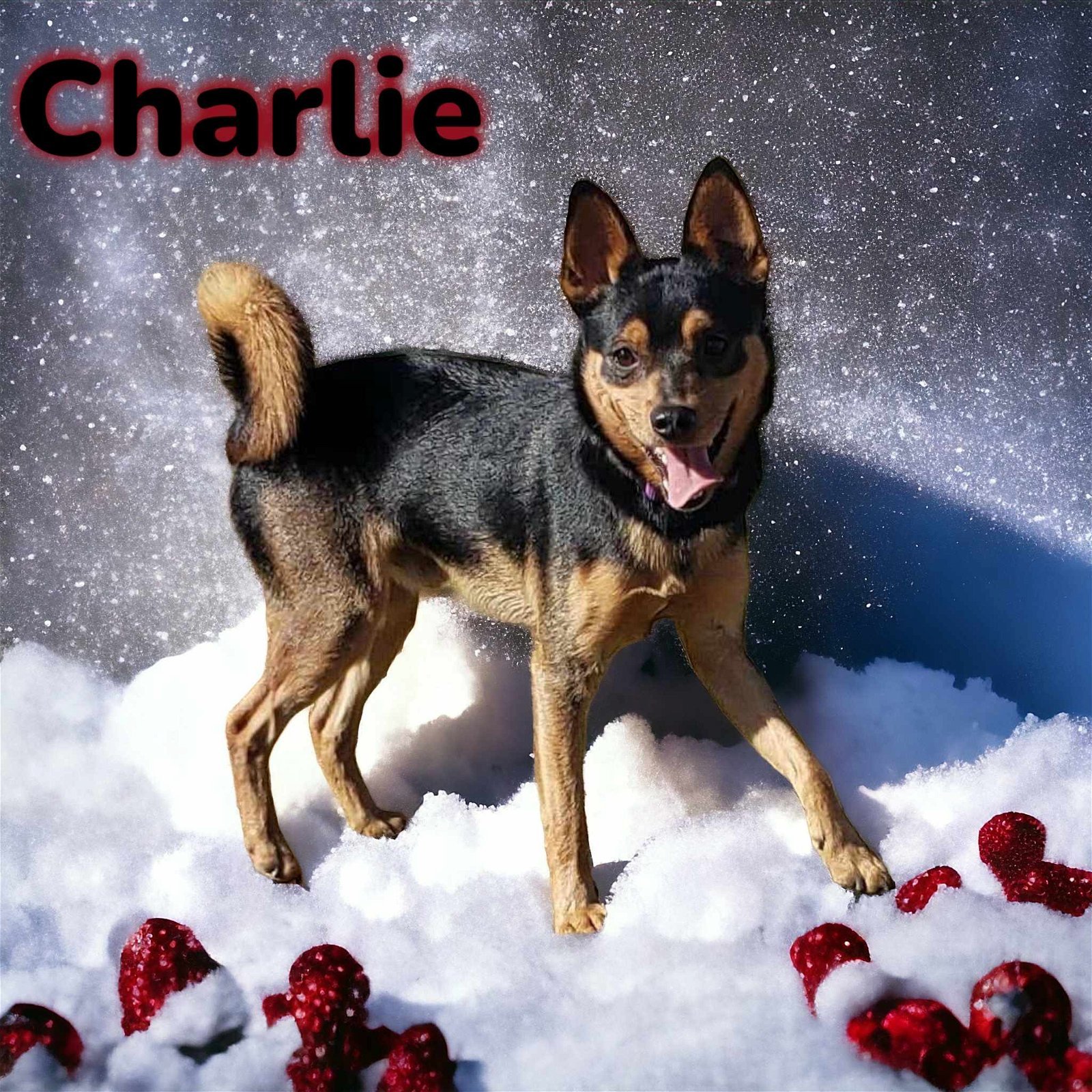 Charlie, an adoptable Miniature Pinscher, Shiba Inu in Anchorage, AK, 99503 | Photo Image 1