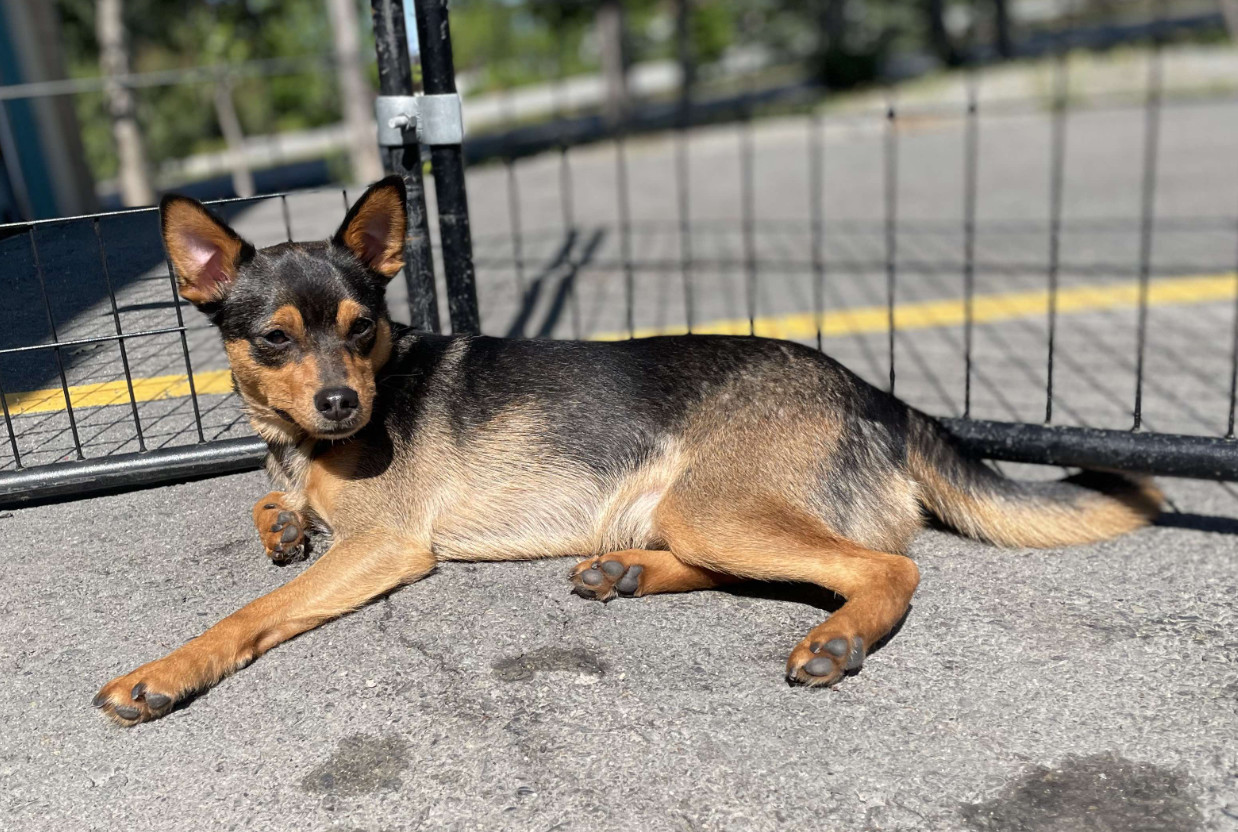 Charlie, an adoptable Miniature Pinscher, Shiba Inu in Anchorage, AK, 99503 | Photo Image 1