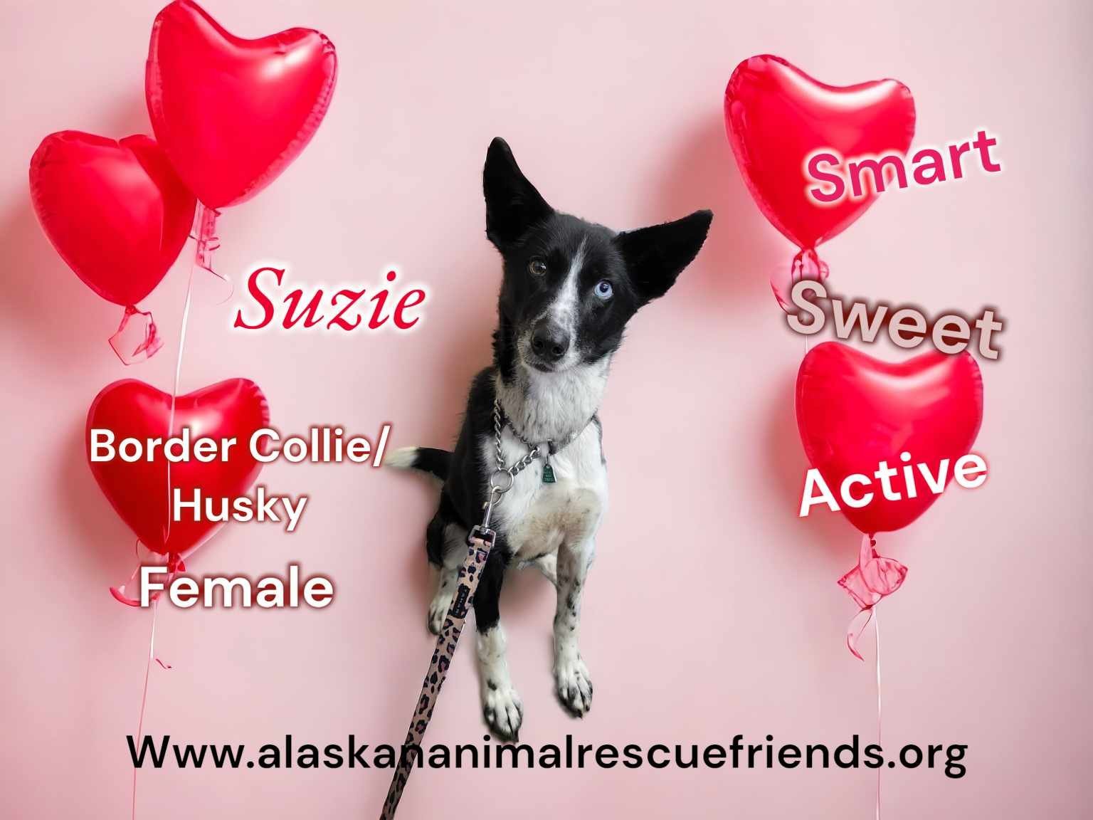 Suzie, an adoptable Husky in Anchorage, AK, 99503 | Photo Image 1