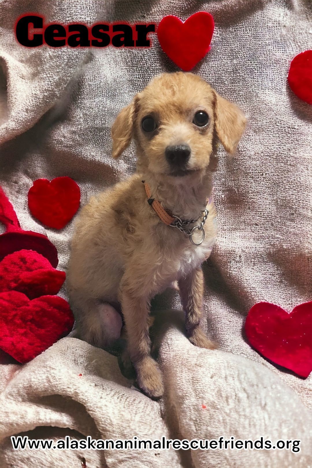 Ceasar, an adoptable Poodle in Anchorage, AK, 99503 | Photo Image 1