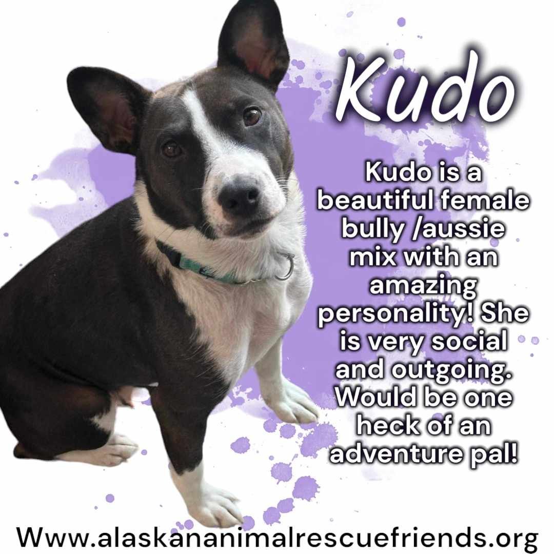 Kudo, an adoptable Terrier in Anchorage, AK, 99503 | Photo Image 1