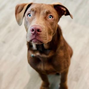 Morris Chocolate Labrador Retriever Dog