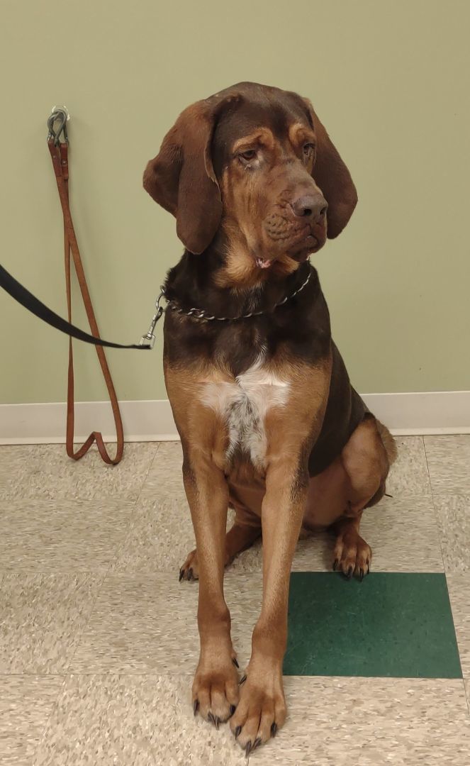 Begheera, an adoptable Bloodhound in Hastings, NE, 68901 | Photo Image 2