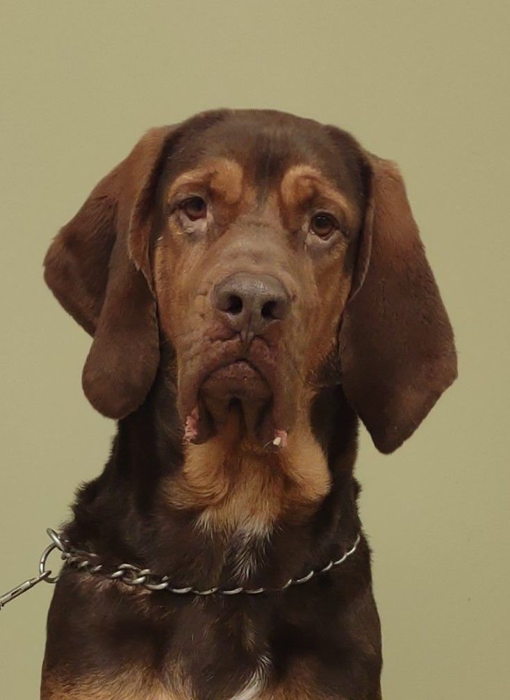 Begheera, an adoptable Bloodhound in Hastings, NE, 68901 | Photo Image 1