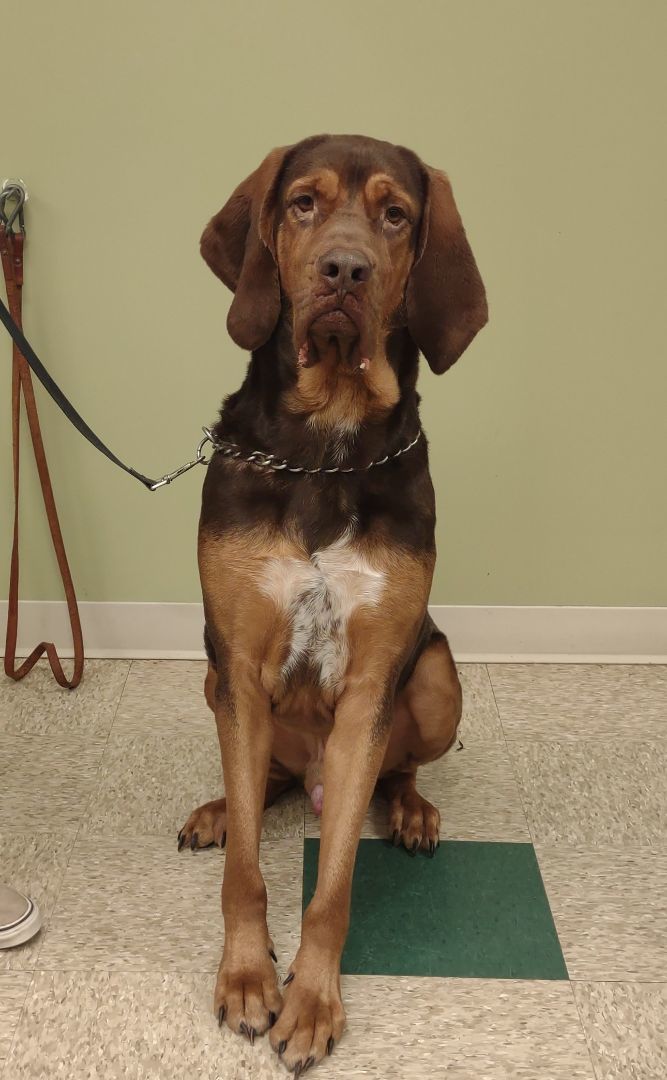 Begheera, an adoptable Bloodhound in Hastings, NE, 68901 | Photo Image 3