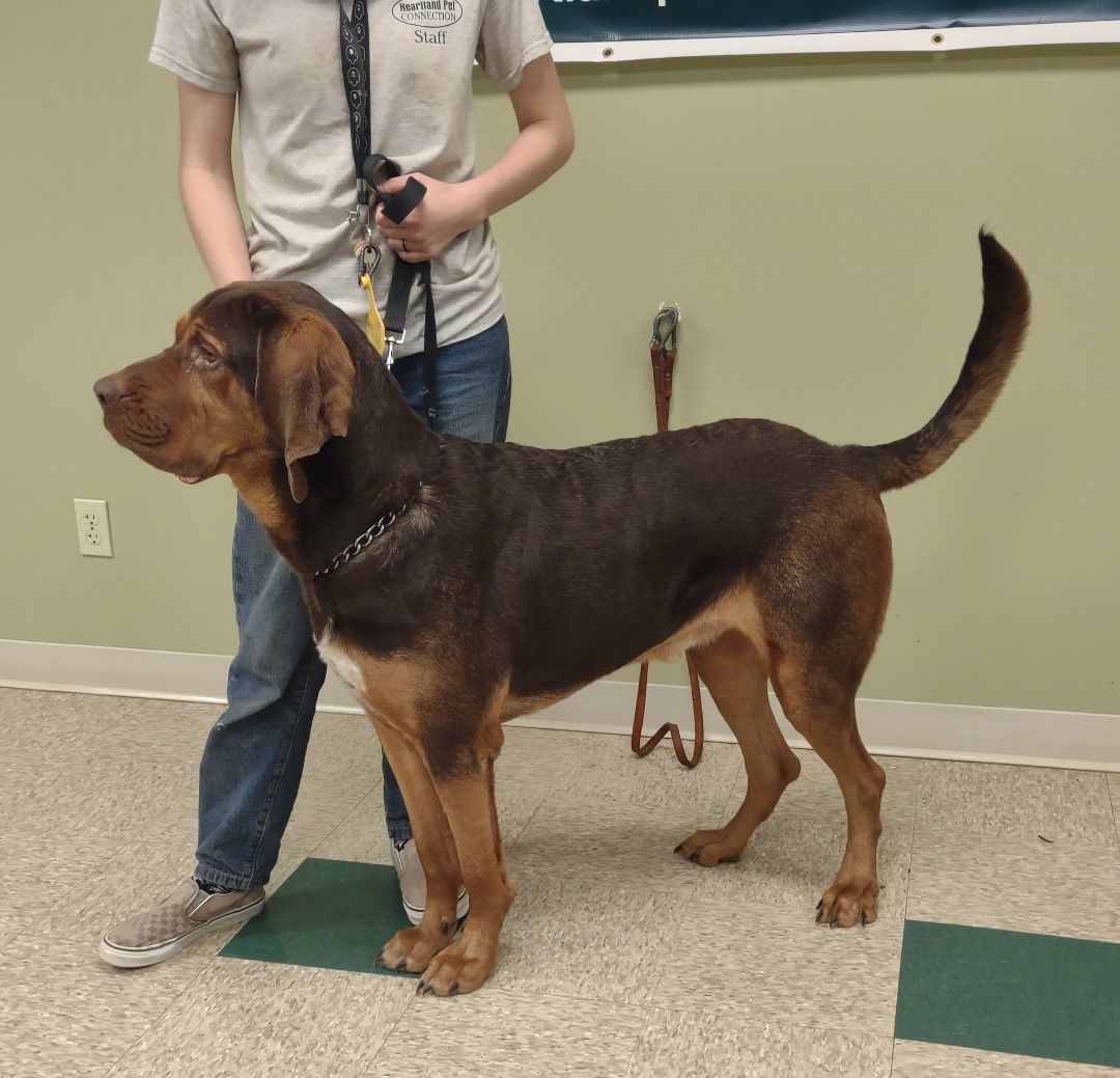 Begheera, an adoptable Bloodhound in Hastings, NE, 68901 | Photo Image 4