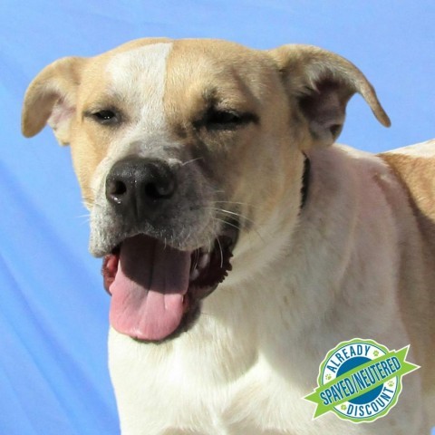 Wonder Bread, an adoptable Mixed Breed in Las Cruces, NM, 88012 | Photo Image 1