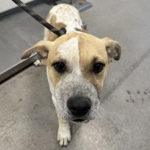 Wonder Bread, an adoptable Mixed Breed in Las Cruces, NM, 88012 | Photo Image 2