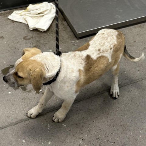 Wonder Bread, an adoptable Mixed Breed in Las Cruces, NM, 88012 | Photo Image 3