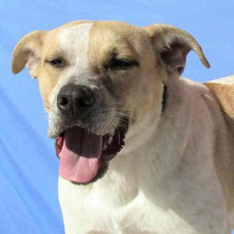 Wonder Bread, an adoptable Mixed Breed in Las Cruces, NM, 88012 | Photo Image 5