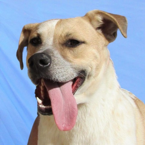 Wonder Bread, an adoptable Mixed Breed in Las Cruces, NM, 88012 | Photo Image 6