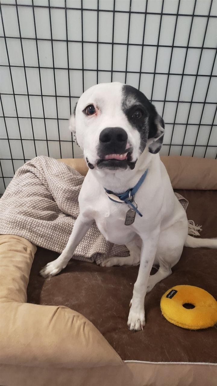 American bulldog and 2024 great pyrenees mix