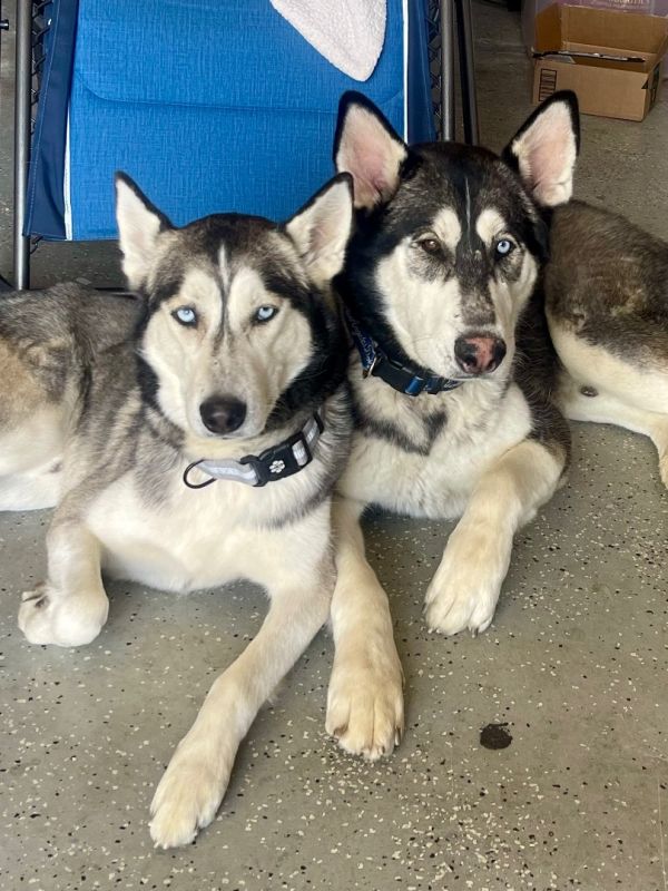 Husky mixes for sales adoption