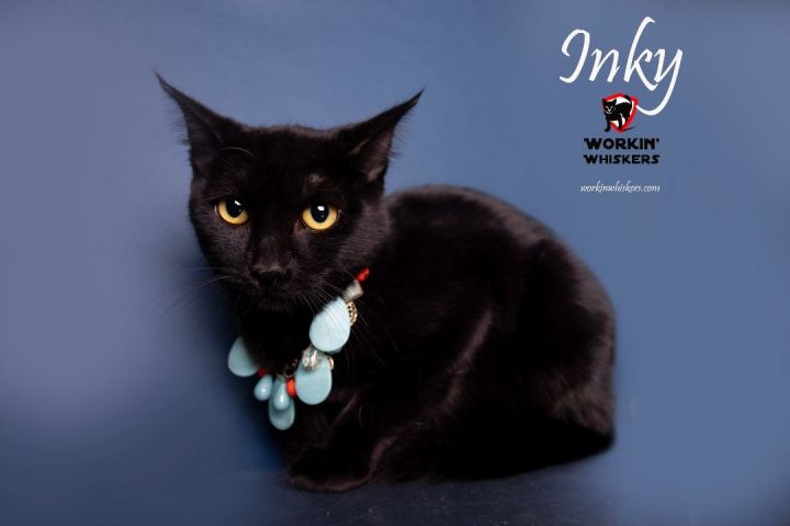 INKY, an adoptable Bombay & Domestic Short Hair Mix in Menifee, CA_image-1