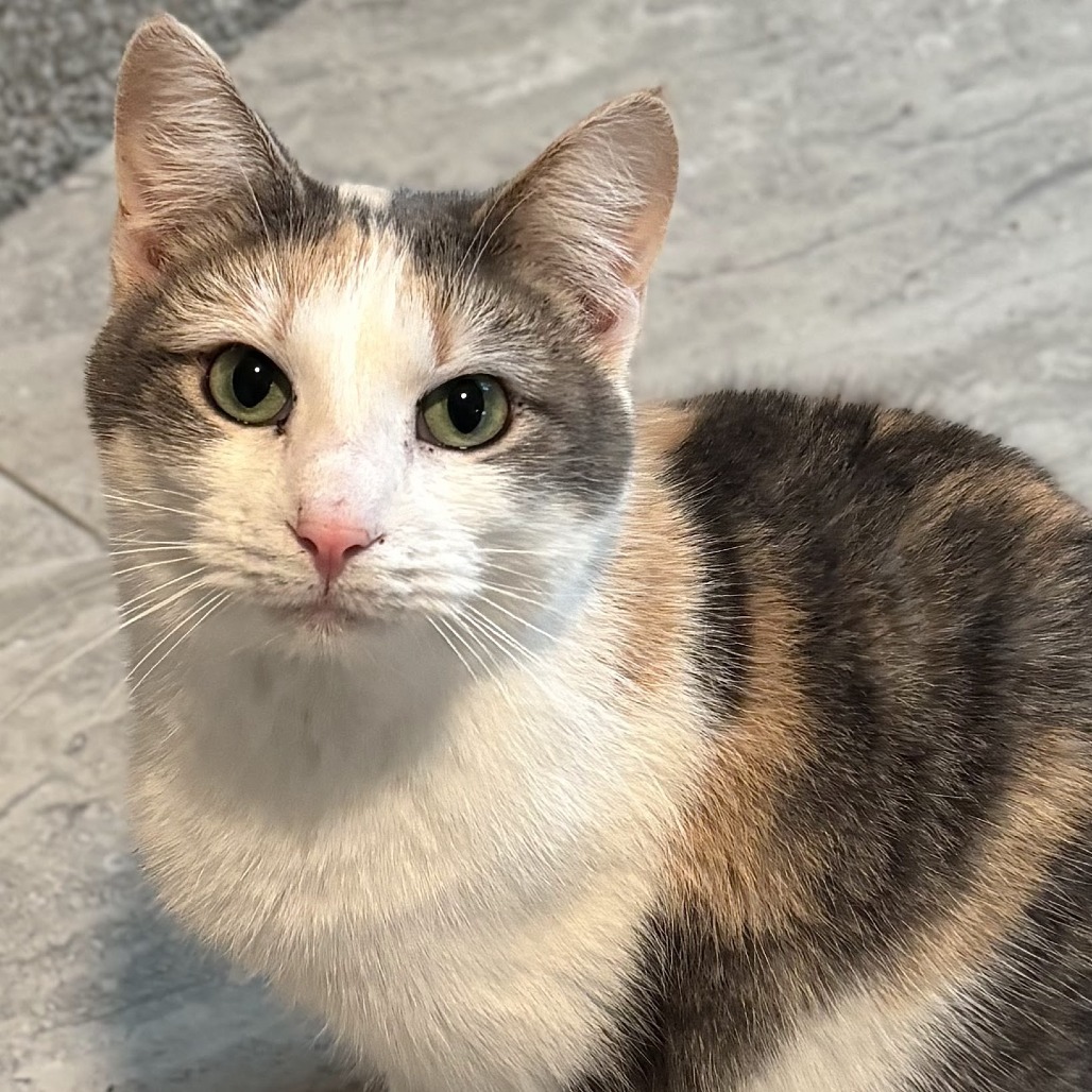 Oompa Loompa, an adoptable Domestic Short Hair in Brighton, MO, 65617 | Photo Image 1