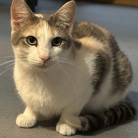 Oompa Loompa, an adoptable Domestic Short Hair in Brighton, MO, 65617 | Photo Image 2