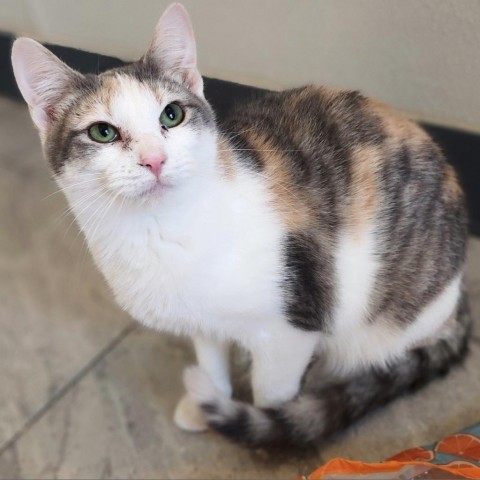 Oompa Loompa, an adoptable Domestic Short Hair in Brighton, MO, 65617 | Photo Image 3