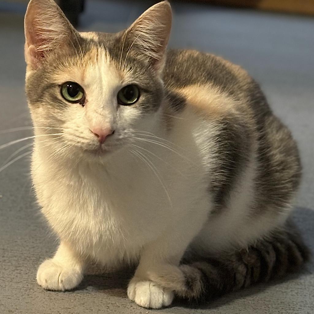 Oompa Loompa, an adoptable Domestic Short Hair in Brighton, MO, 65617 | Photo Image 3