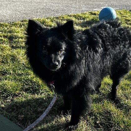 Schipperke 2024 pomeranian mix