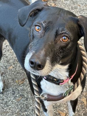 Pepper German Shorthaired Pointer Dog