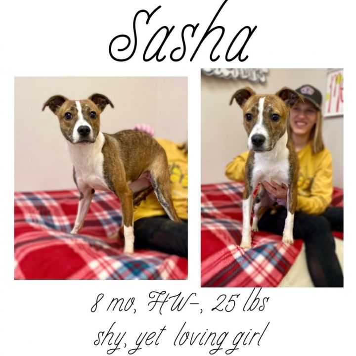 Sasha 1