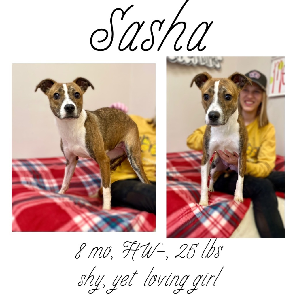 Sasha detail page