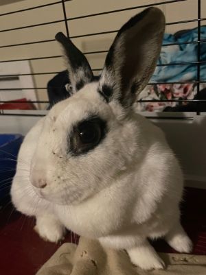 Elsa Hotot Rabbit