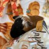 Rascal photo 1