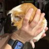 Rascal photo 3