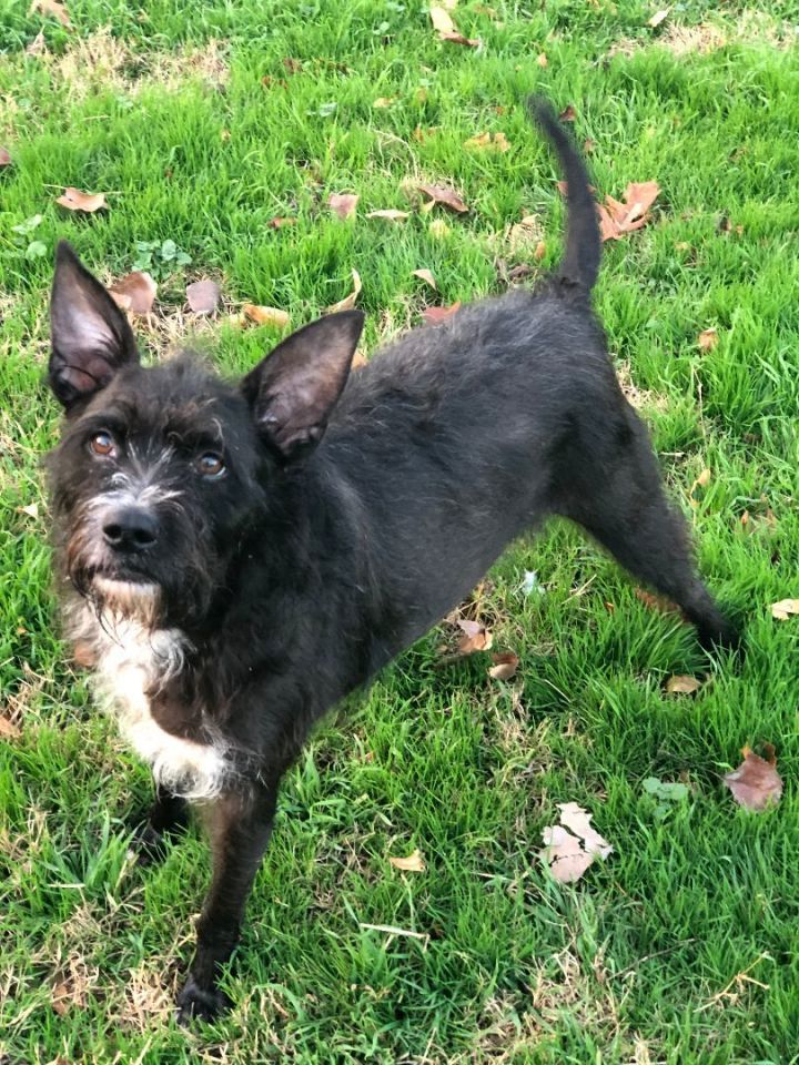 Cairn terrier best sale chihuahua mix black