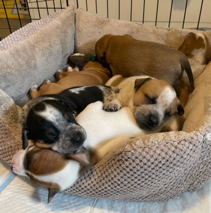 Bed full of outlet puppies