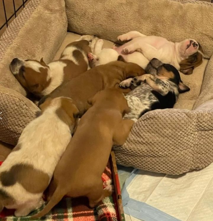 Bed full of outlet puppies