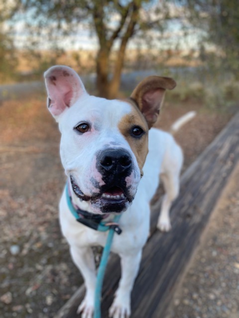 Lilly, an adoptable Pit Bull Terrier in Chico, CA, 95928 | Photo Image 1