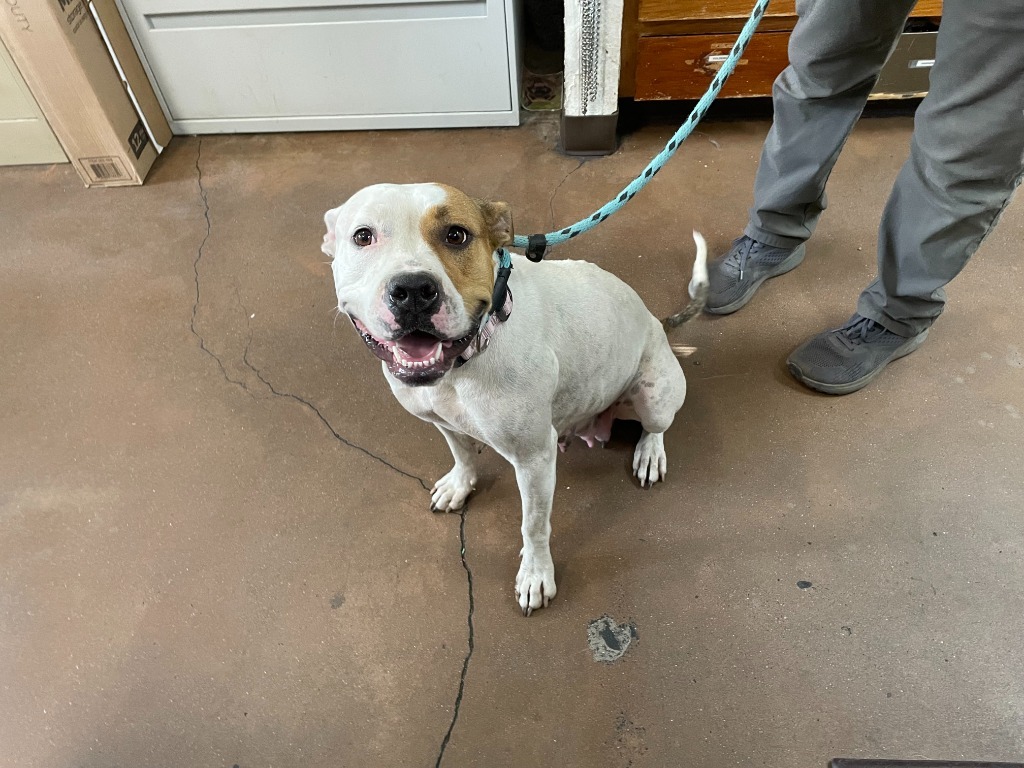Lilly, an adoptable Pit Bull Terrier in Chico, CA, 95928 | Photo Image 2