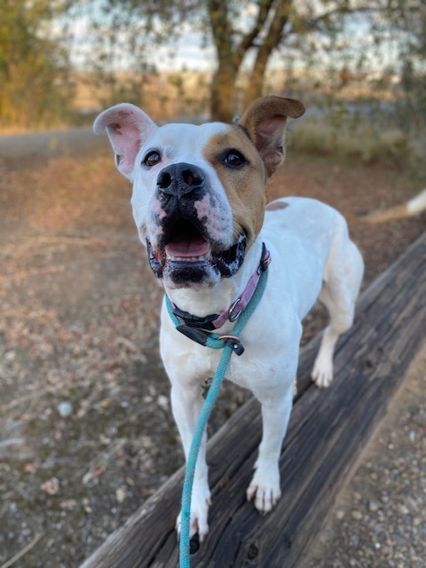 Lilly, an adoptable Pit Bull Terrier in Chico, CA, 95928 | Photo Image 3