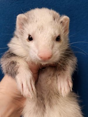 Hanzo, Senior Male unknown