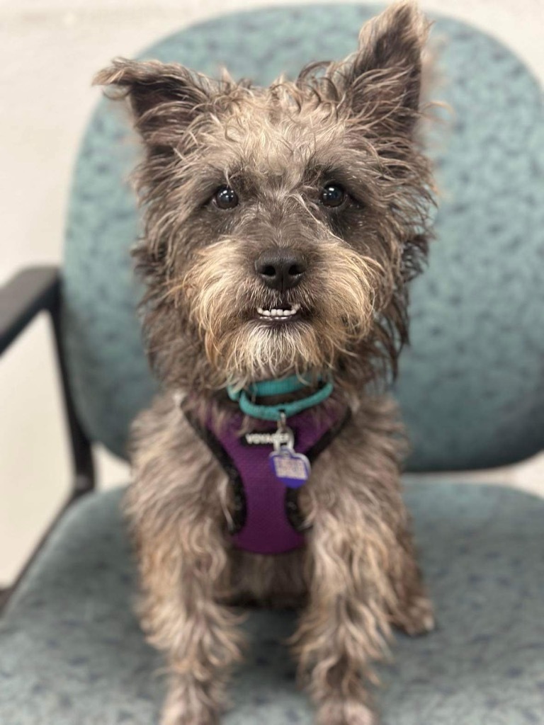 Jagger, an adoptable Schnauzer, Terrier in Lake Forest, CA, 92630 | Photo Image 1