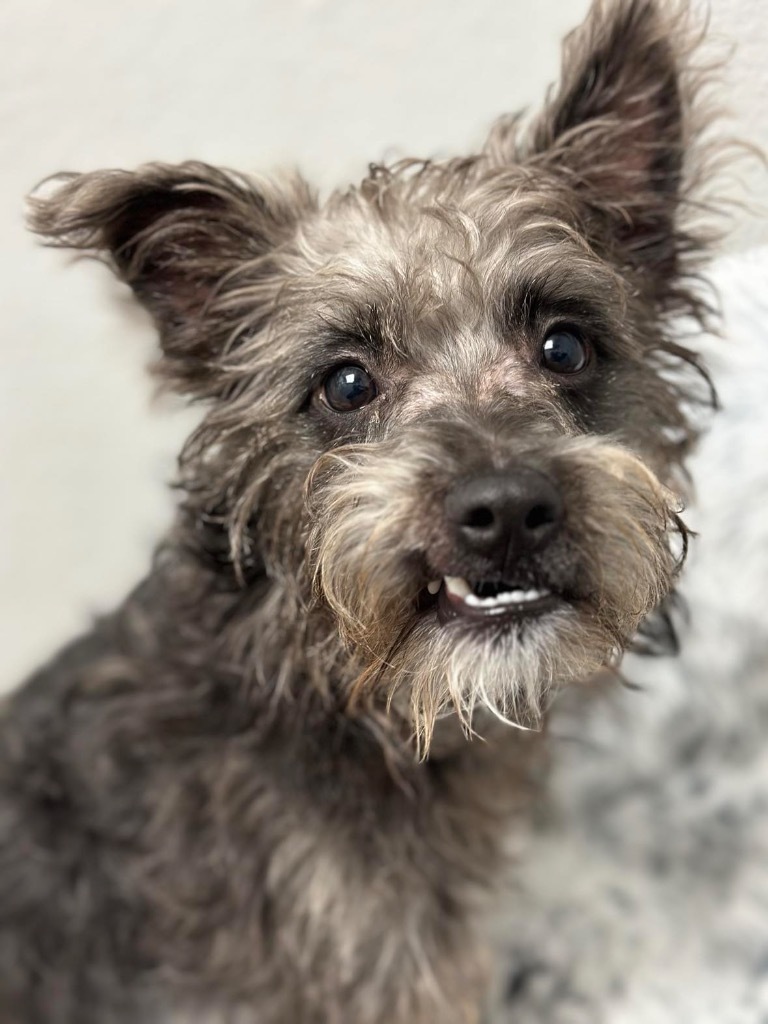 Jagger, an adoptable Schnauzer, Terrier in Lake Forest, CA, 92630 | Photo Image 2
