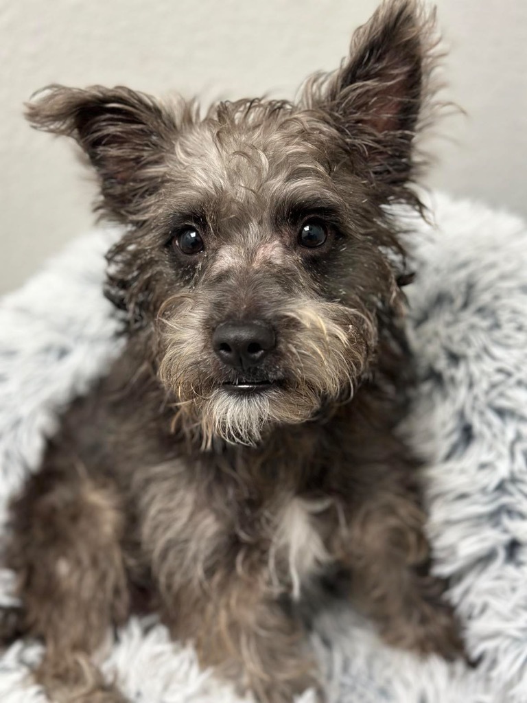 Jagger, an adoptable Schnauzer, Terrier in Lake Forest, CA, 92630 | Photo Image 3