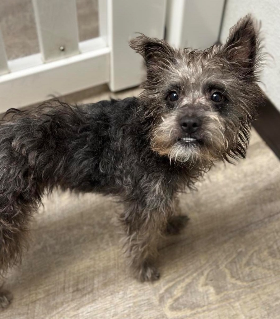 Jagger, an adoptable Schnauzer, Terrier in Lake Forest, CA, 92630 | Photo Image 4