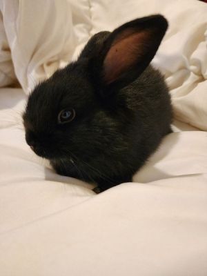 Baby best sale havana rabbit