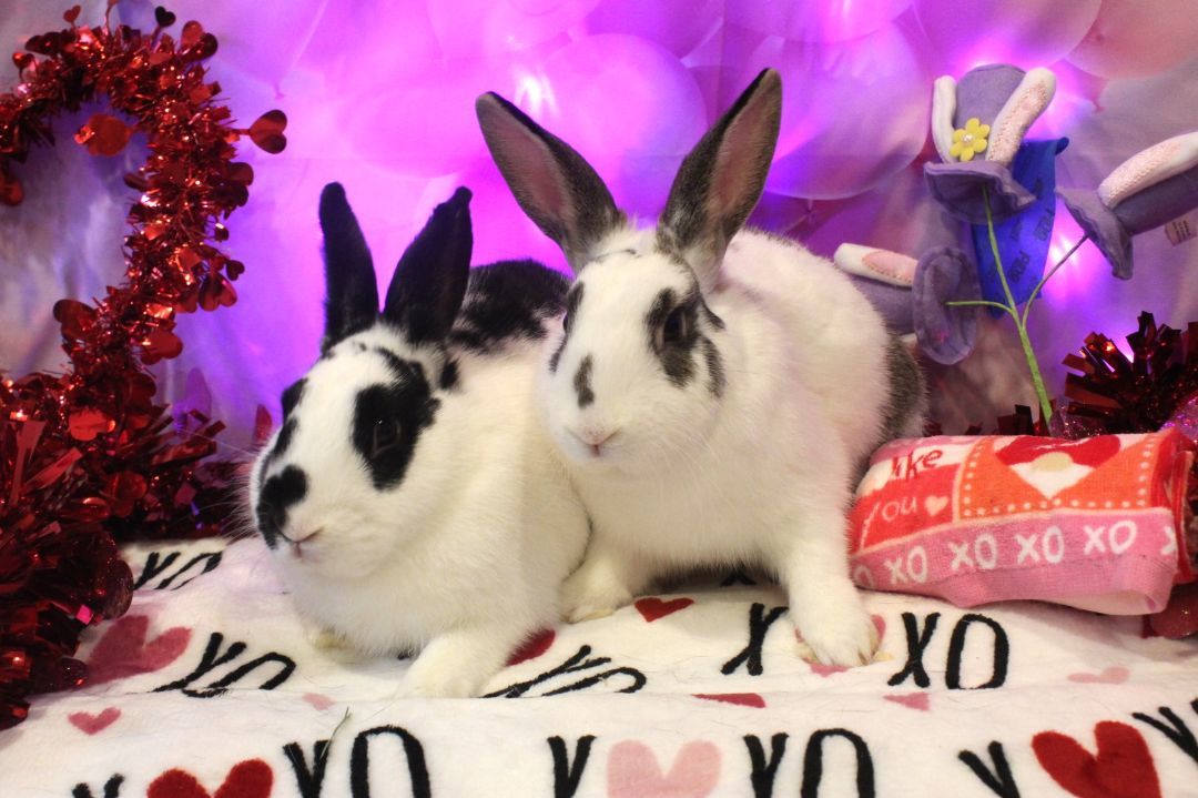 Rabbit for adoption Poptart & Payday, an English Spot in Hillside, NJ